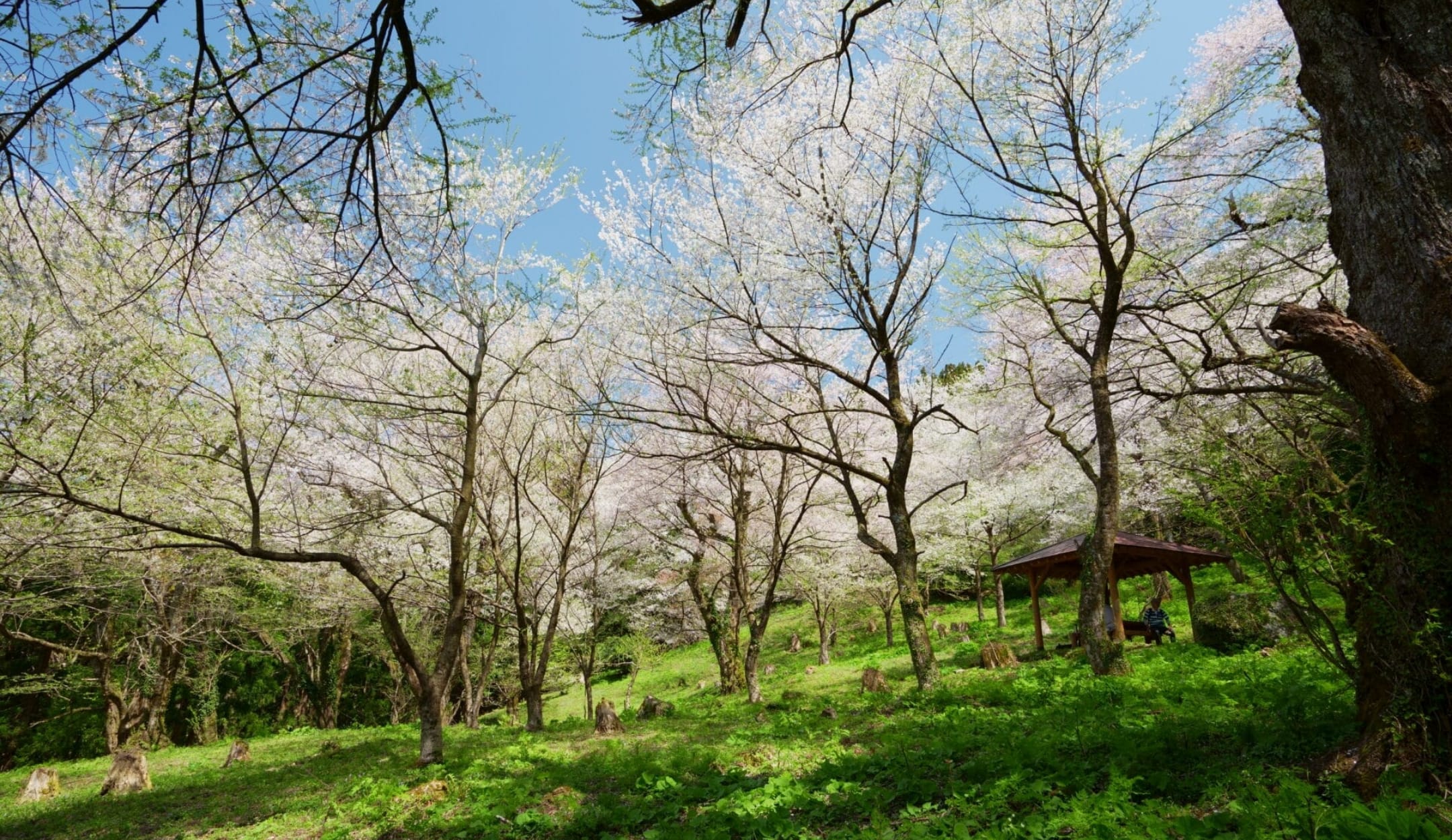 小山田桜